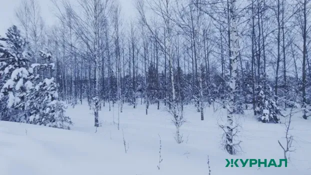 Правоохранители Нижегородской области напомнили о правилах заготовки валежника