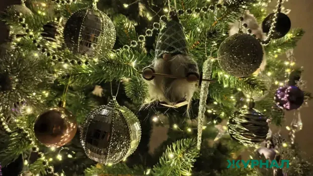 Зимний фестиваль в Нижнем Новгороде собрал более 20 тысяч посетителей