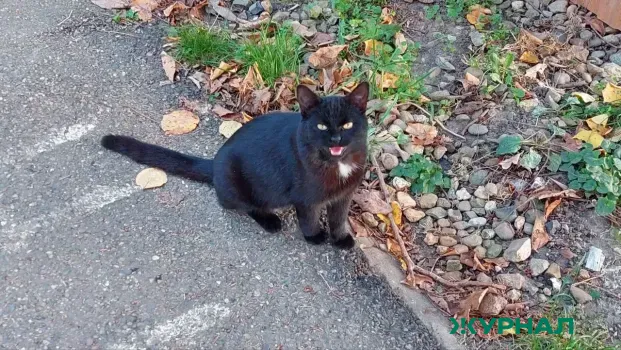 Андрей Петров, обвиняемый в жестоком обращении с животными, выписан из психбольницы