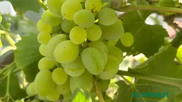 Виноград помогает в борьбе с раком и старением кожи, но требует осторожности