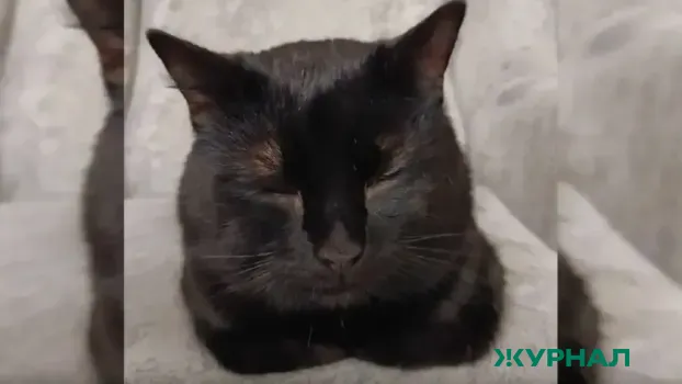 Нижегородский мужчина, обвиняемый в жестоком обращении с животными, остаётся в психбольнице