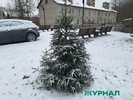 В Нижнем Новгороде стартует акция по сбору новогодних елок для переработки