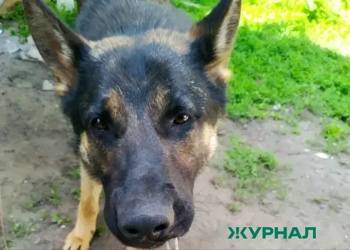 Изменения в законе о защите животных предложены в Нижегородской области