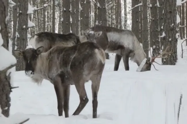В Заволжье начат проект по восстановлению популяции северных оленей