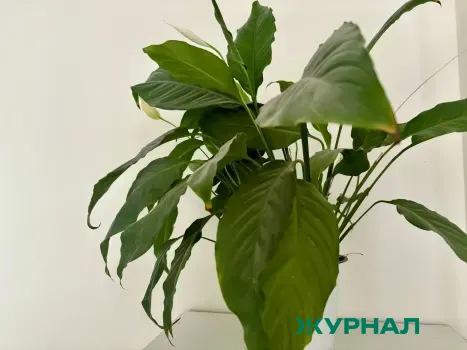 Депутаты Нижегородской области обсудили борьбу с борщевиком на заседании комитета