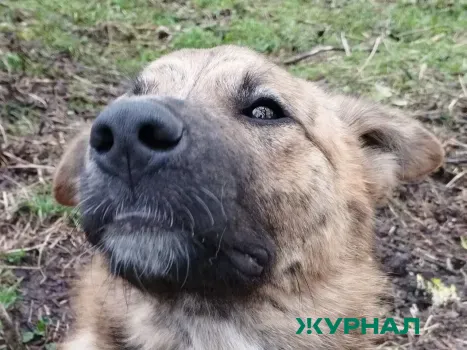 Собаку с травмами нашли привязанной в сугробах в Большеболдинском округе