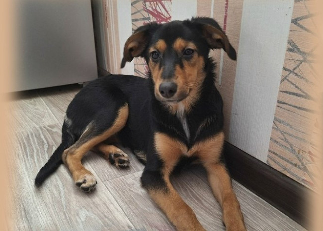 В Нижнем Новгороде волонтеры ищут хозяев для щенка, оставленного на морозе