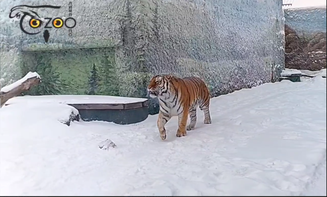 Амурский тигр Златогор наслаждается снегом в нижегородском зоопарке &laquo;Лимпопо&raquo;