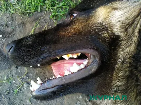 Мужчина из Сергеевки жестоко обращался с собакой, протащив её за машиной