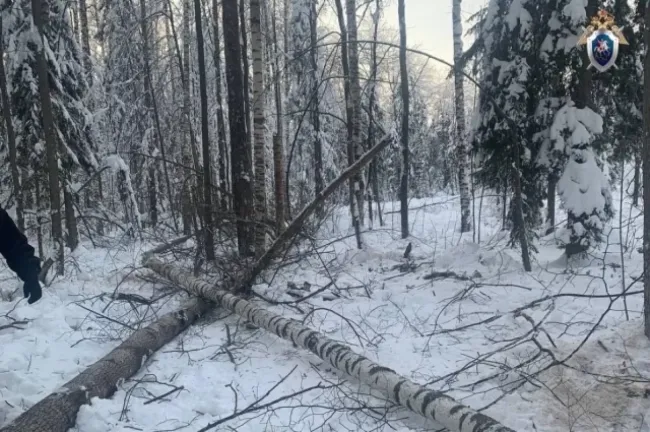 Смерть рабочего на лесозаготовках в Навашинском районе Нижегородской области