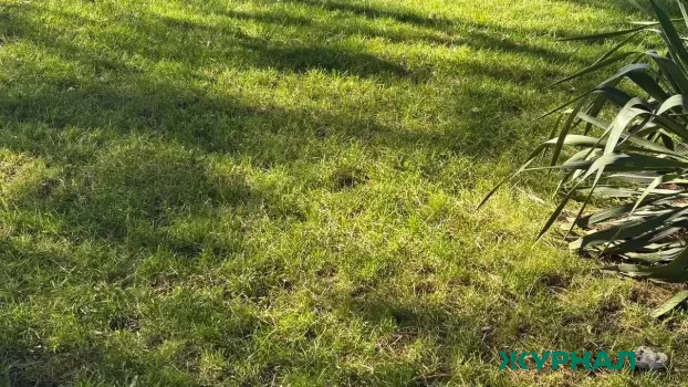 В Нижнем Новгороде обновлены правила благоустройства с запретом на парковку на газонах