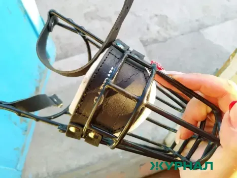 Горячая линия по кинологическим занятиям для детей откроется в Нижнем Новгороде 29 января