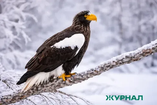 Спасенный белоплечий орлан проходит лечение в зоопарке Нижнего Новгорода