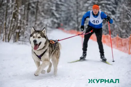 Чемпионат по кинологическому спорту пройдет в Нижегородской области 7−8 февраля