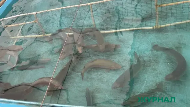 Добыча налима в Нижегородской области возобновлена после нереста