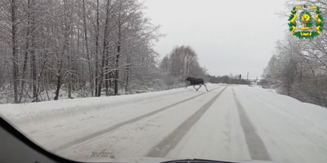 Лоси пересекают дороги в Лысковском и Бутурлинском округах Нижегородской области