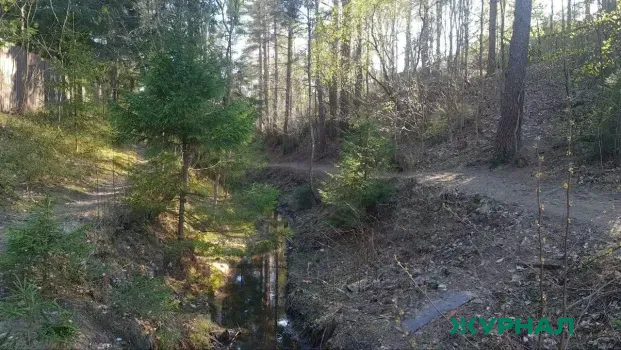 Более 30 тонн шишек собрали в Нижегородской области для лесовосстановления