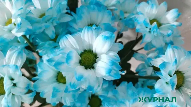 Нижний Новгород может изменить формат празднования 14 февраля