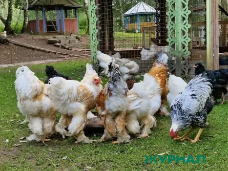 Рост производства куриного мяса на 20% зафиксирован на Павловской птицефабрике