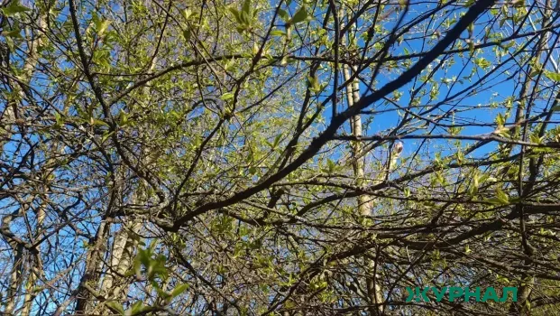 В Нижегородской области восстановят леса на площади 14,4 тыс. гектаров в 2026 году