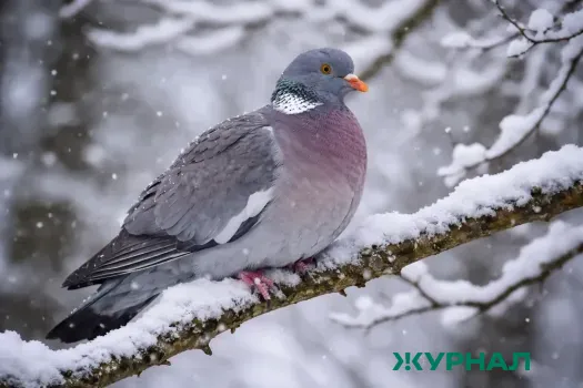 Нижегородцам напомнили о правильном зимнем кормлении птиц