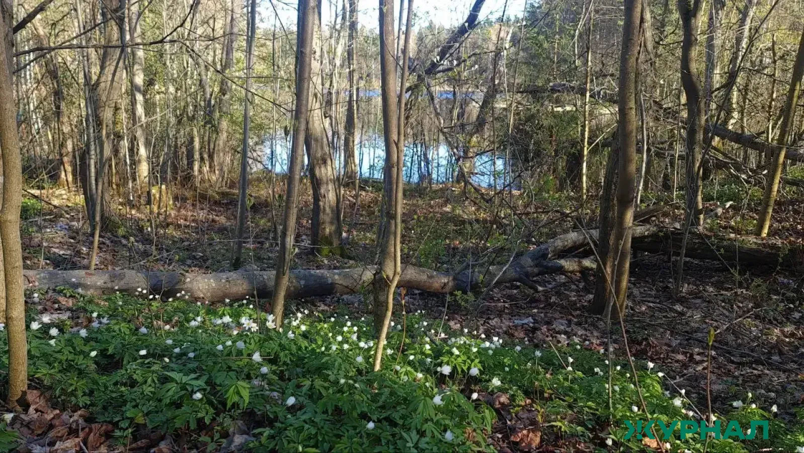 Охранные зоны созданы вокруг трёх памятников природы в Нижегородской области