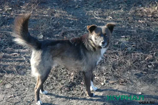 Собак, пугающих прохожих в Нижнем Новгороде, передали в приют