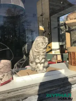 Акция &laquo;Мартовский кот&raquo; в Нижегородской области: скидка на стерилизацию животных