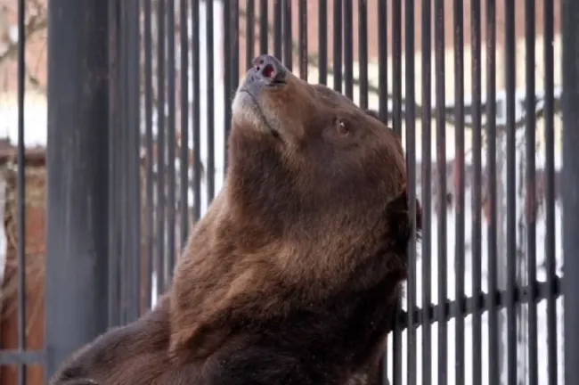 Медведи Ляля и Балу вышли из спячки в зоопарке &laquo;Лимпопо&raquo; Нижнего Новгорода