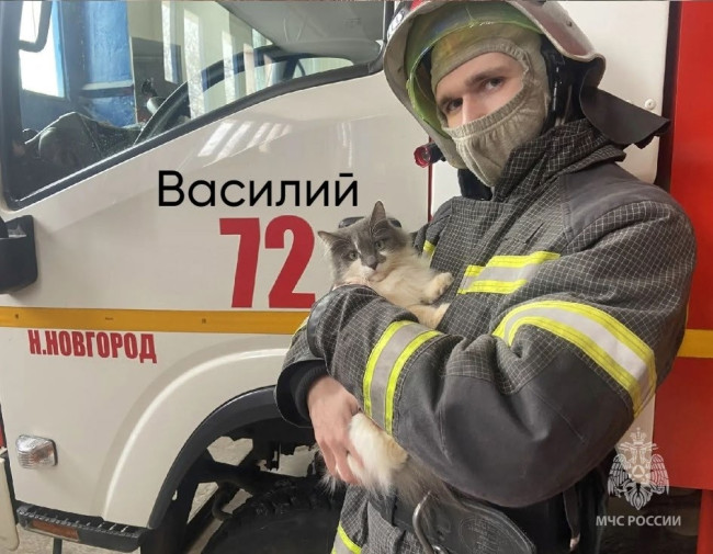 Кошки помогают пожарным в Нижнем Новгороде поддерживать моральный климат