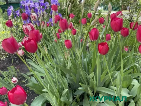Нижегородцам дали советы по выбору и уходу за цветами к 8 Марта