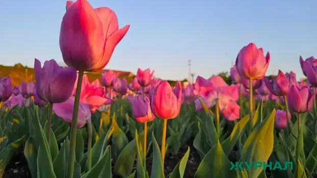 Никитин поздравил женщин с Международным женским днем и отметил их важность в обществе