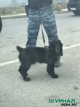 В Нижегородской области зарегистрировано более 23 тысяч домашних собак