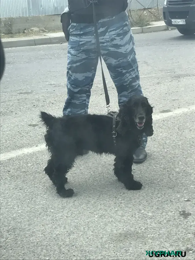 В Нижегородской области зарегистрировано более 23 тысяч домашних собак