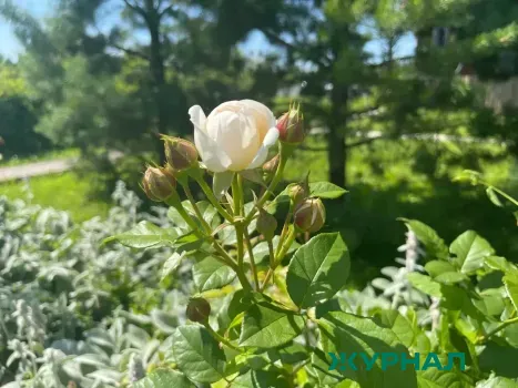 Нижегородцам угрожает уголовная ответственность за сбор редких весенних цветов