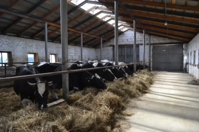 Нарушения ветеринарного законодательства при перевозке скота выявлены в Нижегородской области