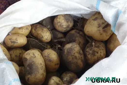 Нижегородские фермеры начали поставки овощей в торговые сети через агроагрегаторы