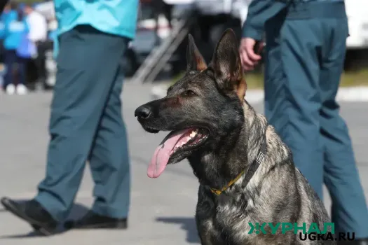 Выставка охотничьих собак прошла в Нижнем Новгороде с участием 40 собаководов