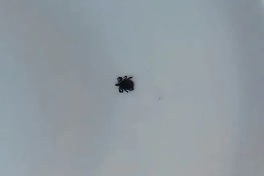 В Ворсме зарегистрирован первый случай присасывания клеща в сезоне