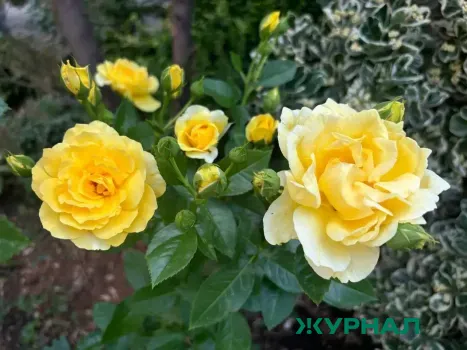 В Сеченове планируют построить тепличный комплекс для выращивания роз и овощей