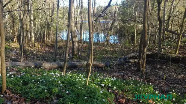 В Нижегородской области высадят 400 тысяч деревьев в рамках акции &laquo;Сад Памяти&raquo;