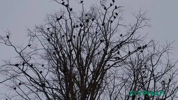 Перелётные птицы и насекомые вернулись в Нижегородскую область раньше срока
