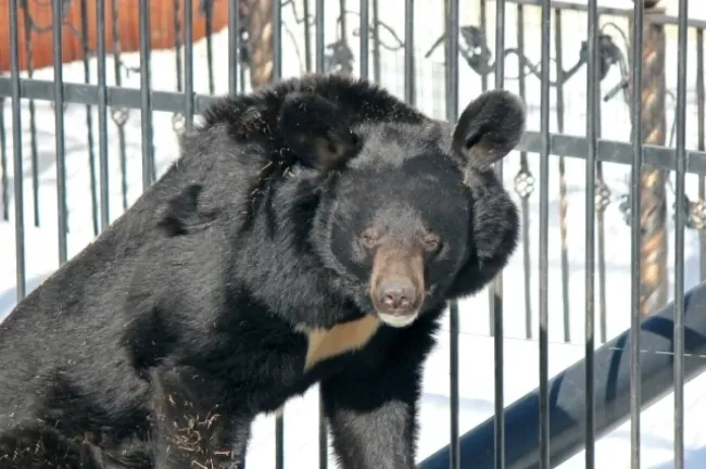 Медведи зоопарка &laquo;Лимпопо&raquo; проснулись после зимней спячки
