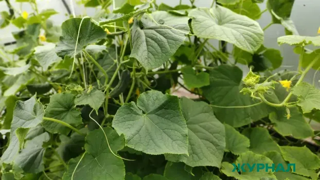 Нижегородец ослеп на один глаз после травмы огуречным листом