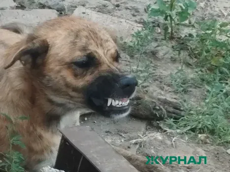 В Нижегородской области зарегистрировано 12 случаев бешенства среди животных