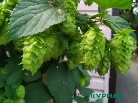 Комплекс по выращиванию хмеля построят в Воротынском округе за 2,4 млрд рублей