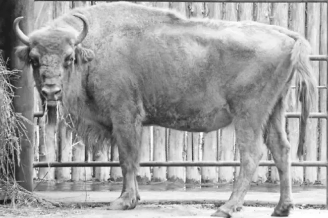 В нижегородском зоопарке &laquo;Лимпопо&raquo; скончался зубр по кличке Муза