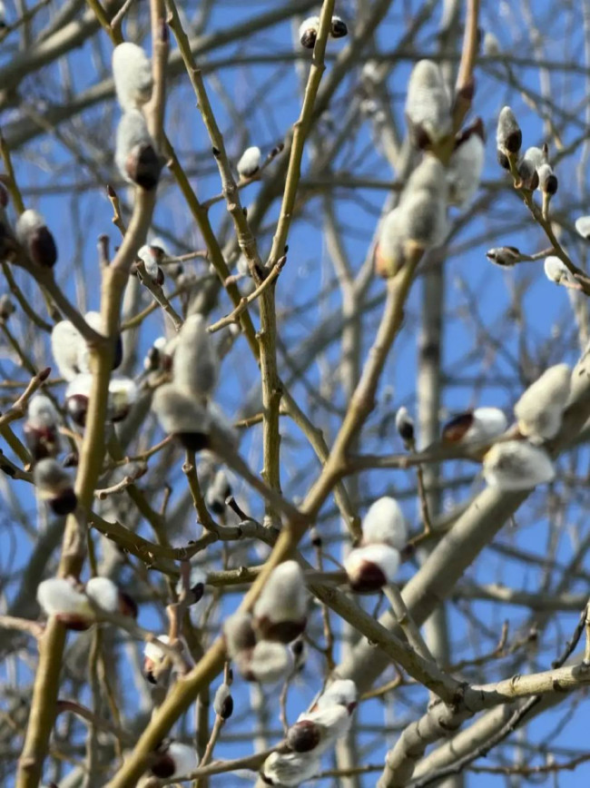Верба распустилась в деревне председателя Заксобрания Люлина