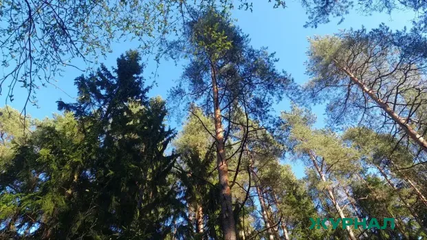 Нижегородская область отправила семена сосны для восстановления лесов ДНР