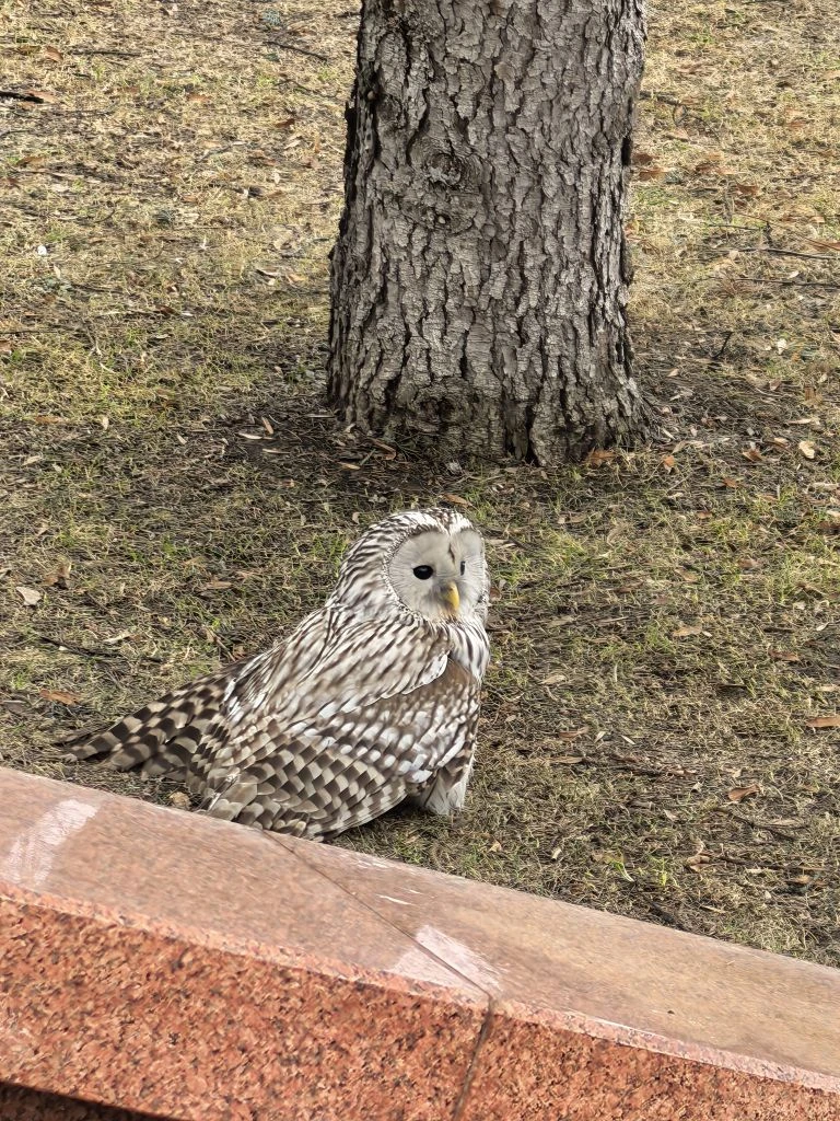 Сотрудники правительства Нижегородской области спасли сову с переломом крыла